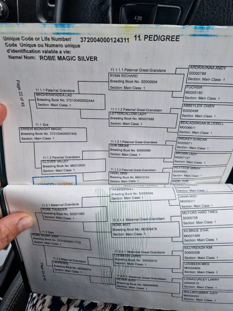 4yo Connemara gelding. - Image 4