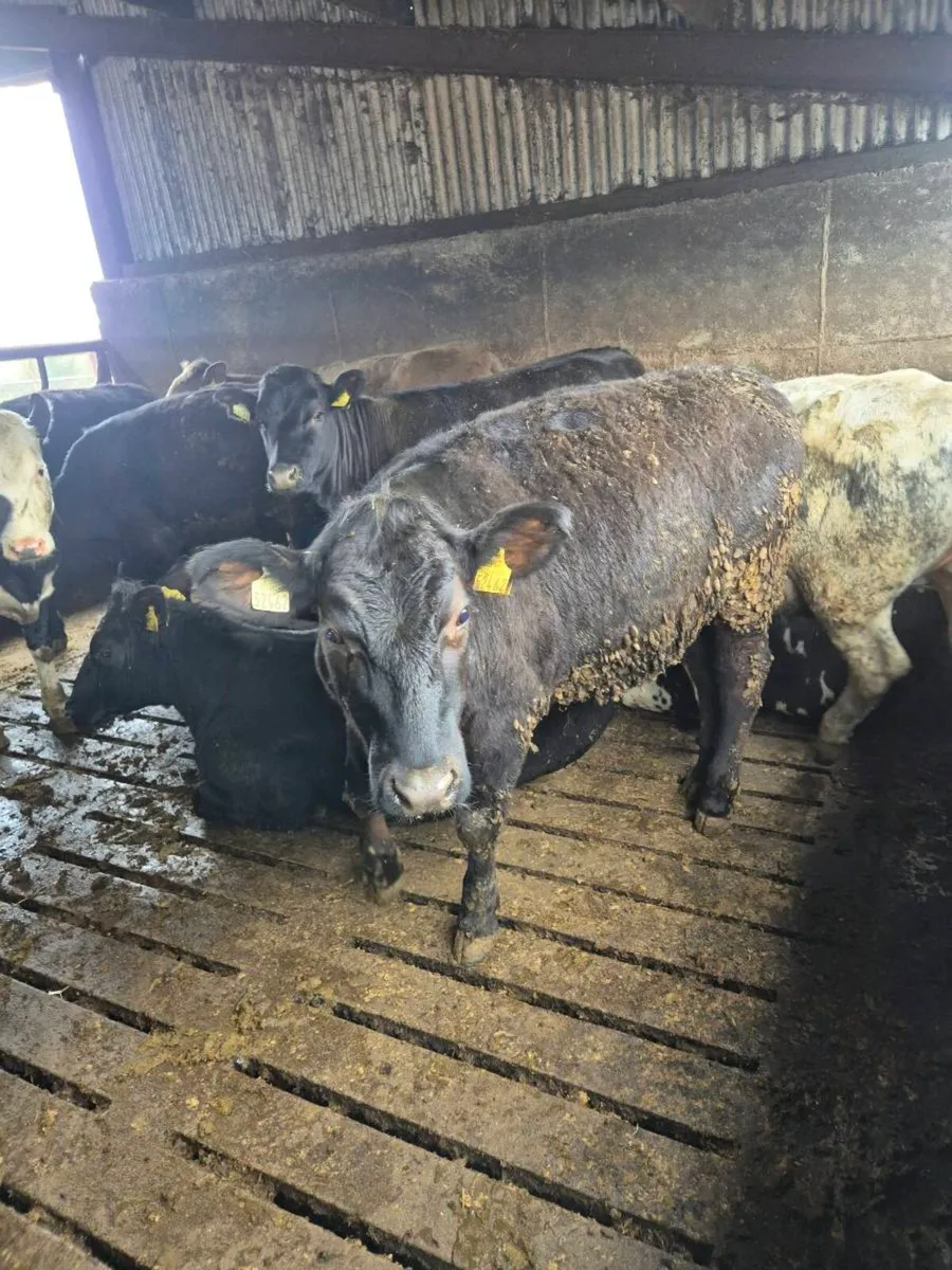 Continental yearlings - Image 3