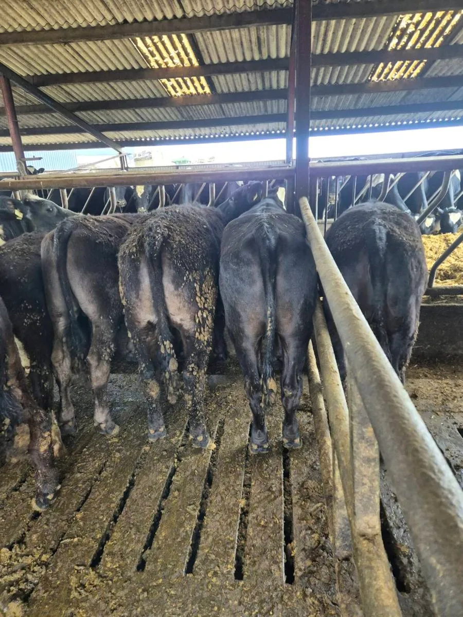 Continental yearlings - Image 1