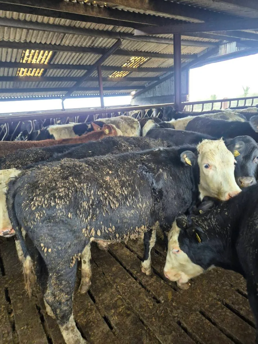 Continental yearlings - Image 2