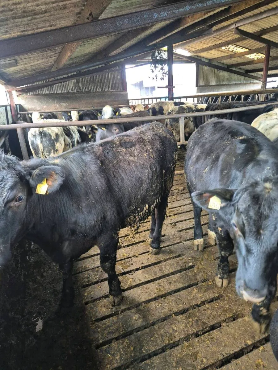 Continental yearlings - Image 4