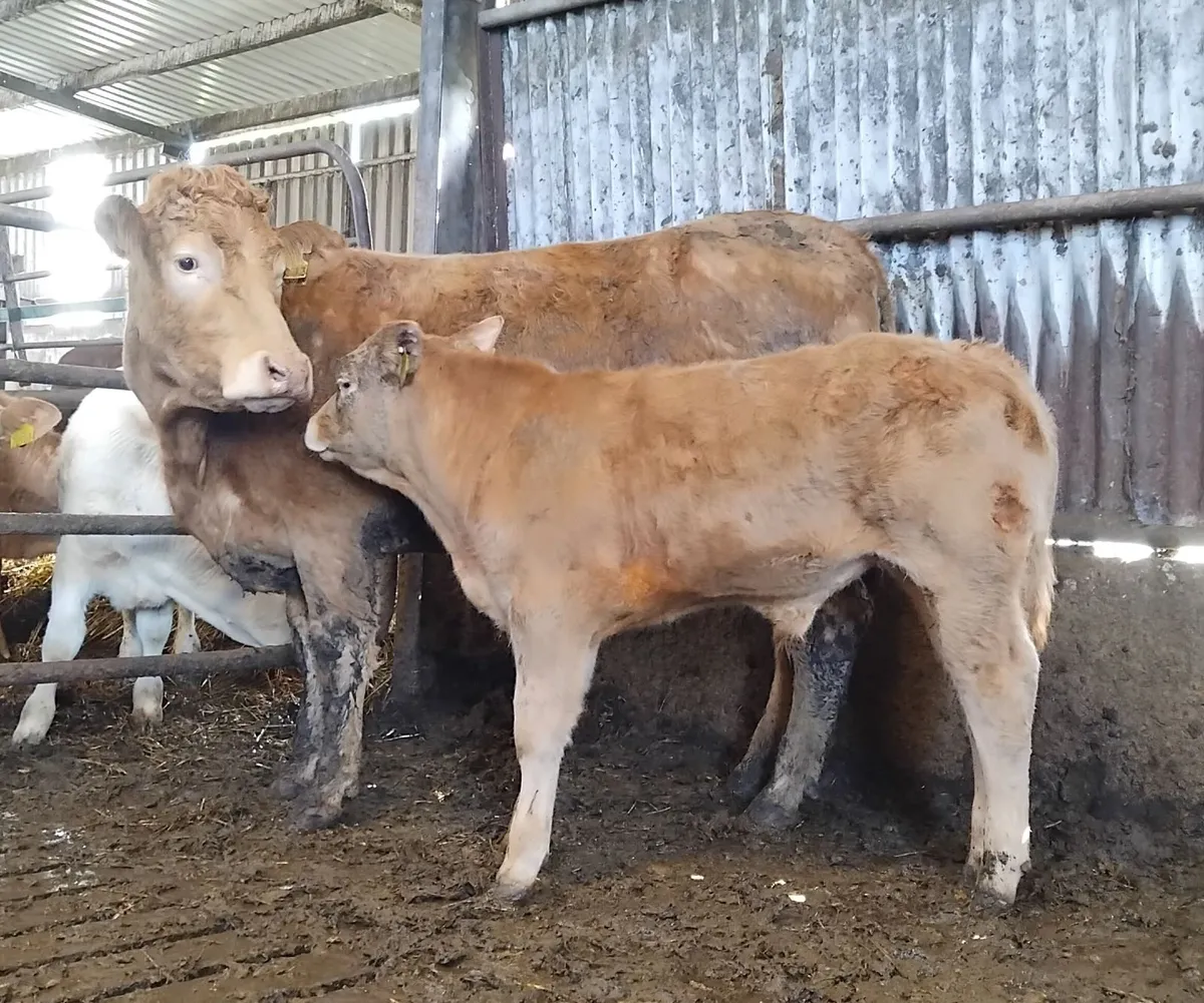 Suckler cows - Image 2