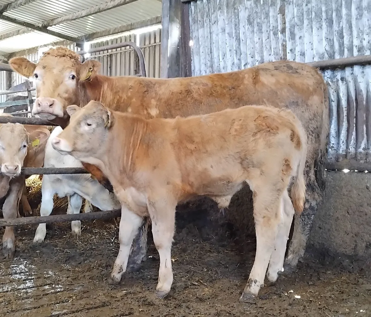 Suckler cows - Image 3