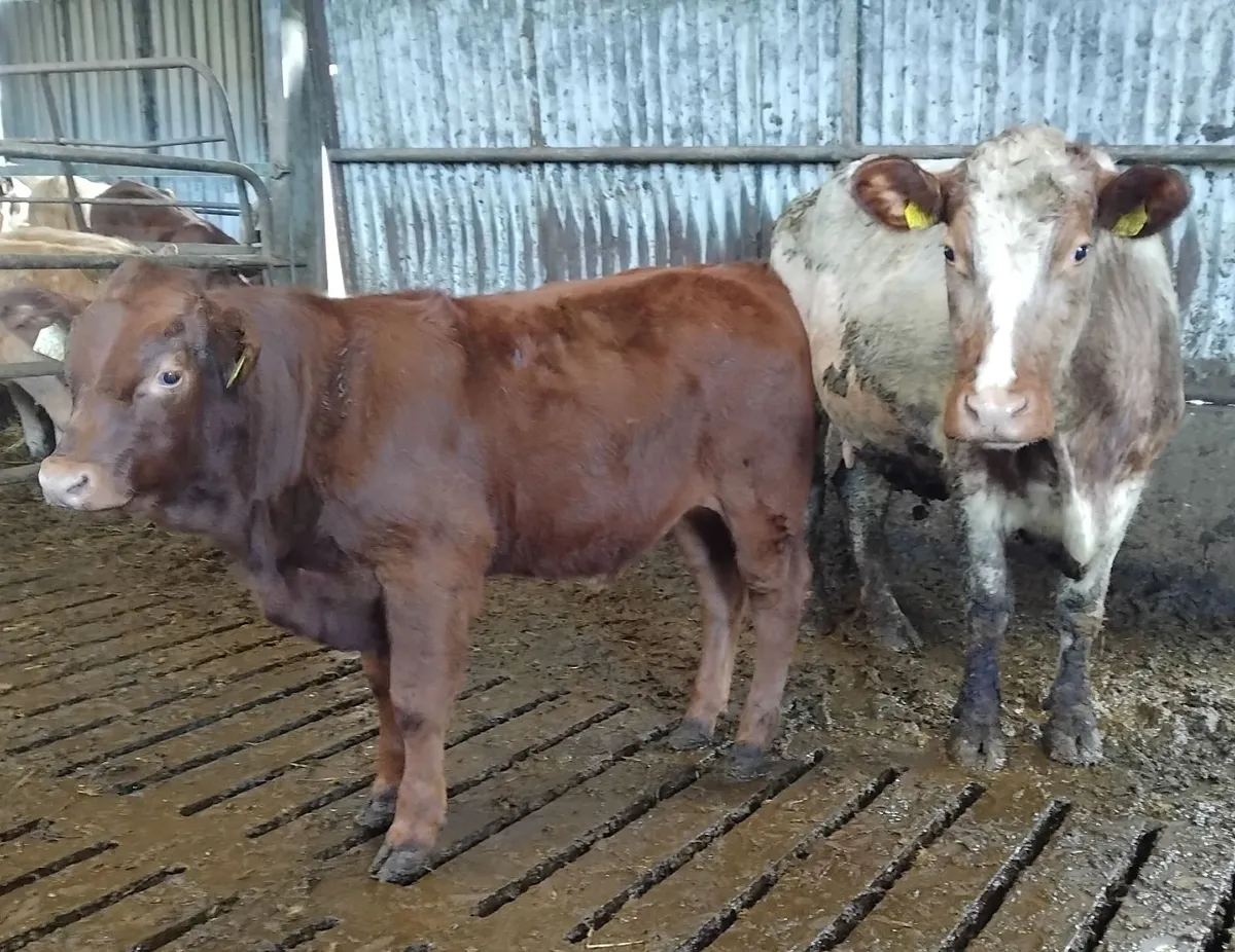 Suckler cows - Image 4