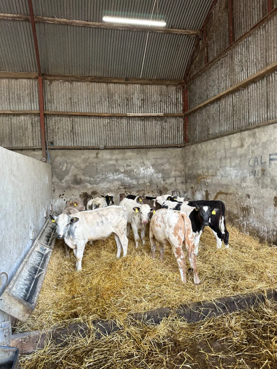Blue Charolais and Hereford bulls - Image 1