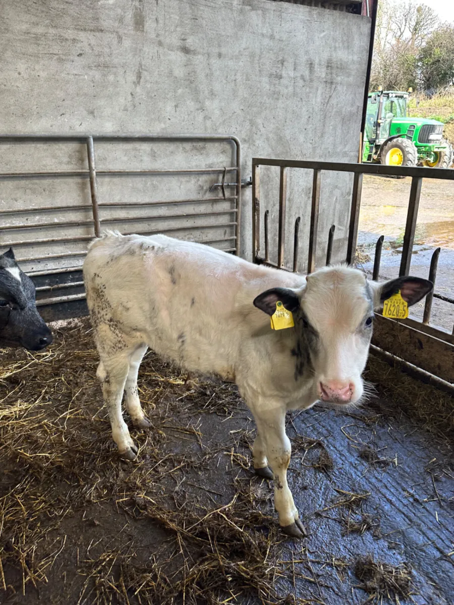Blue Charolais and Hereford bulls - Image 3