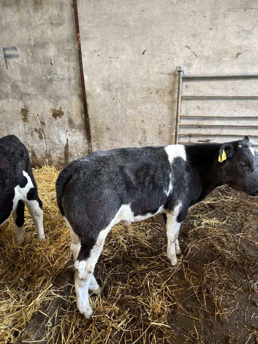 Blue Charolais and Hereford bulls - Image 4