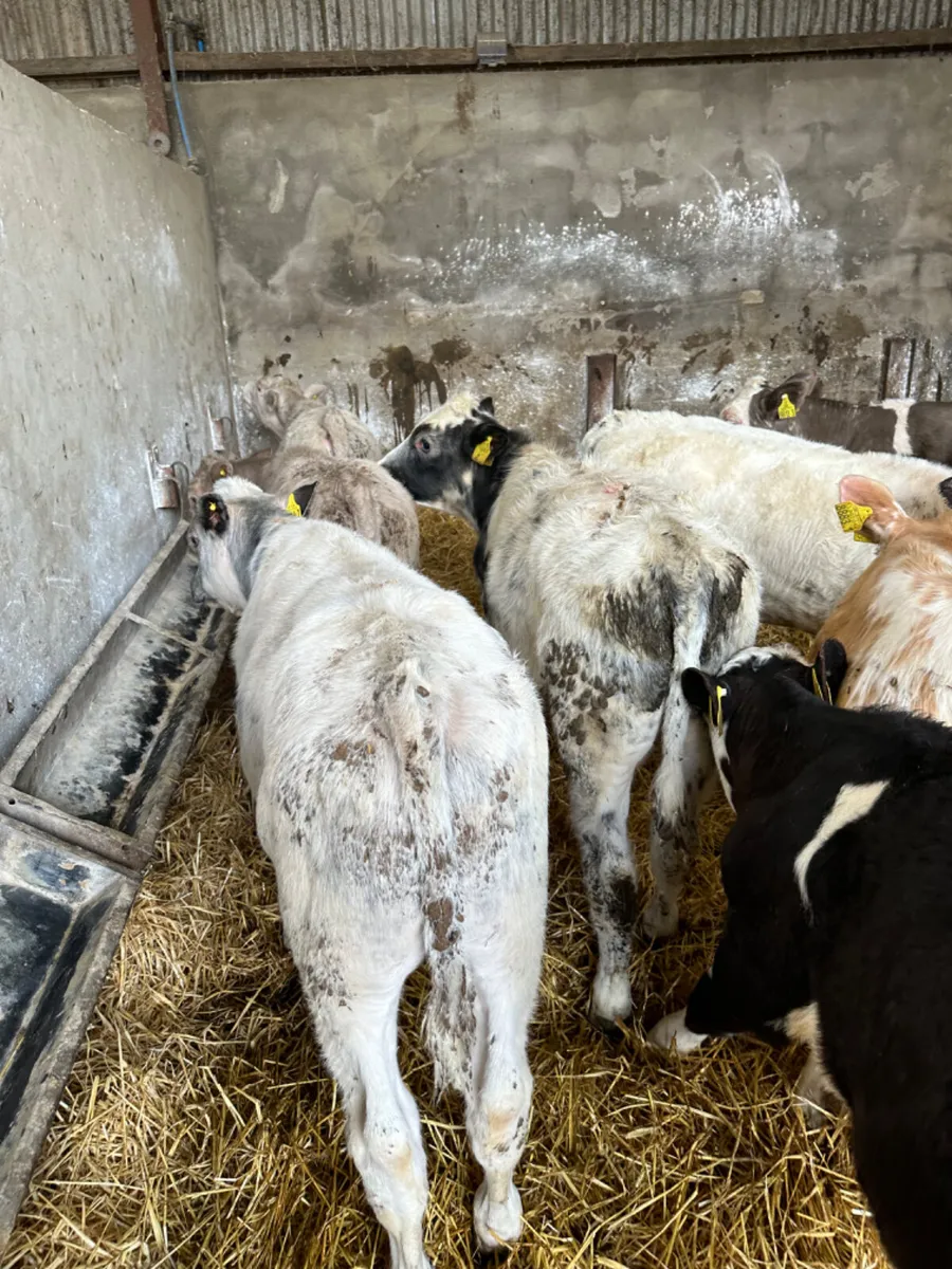 Blue Charolais and Hereford bulls - Image 2