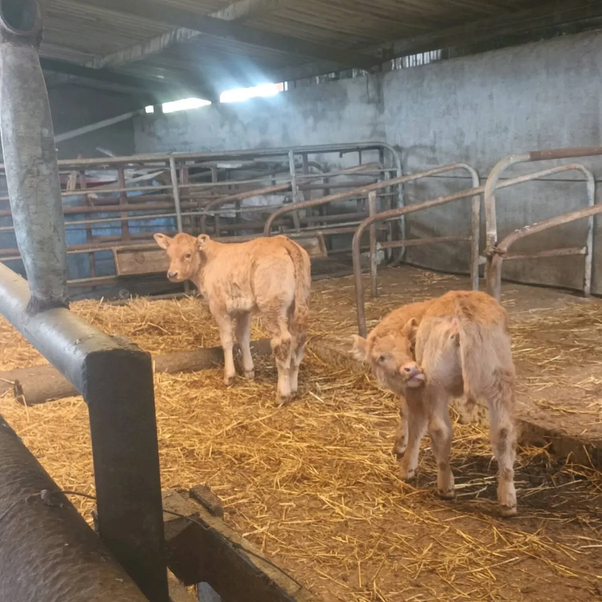 Limousin heifers - calf at foot - Image 2