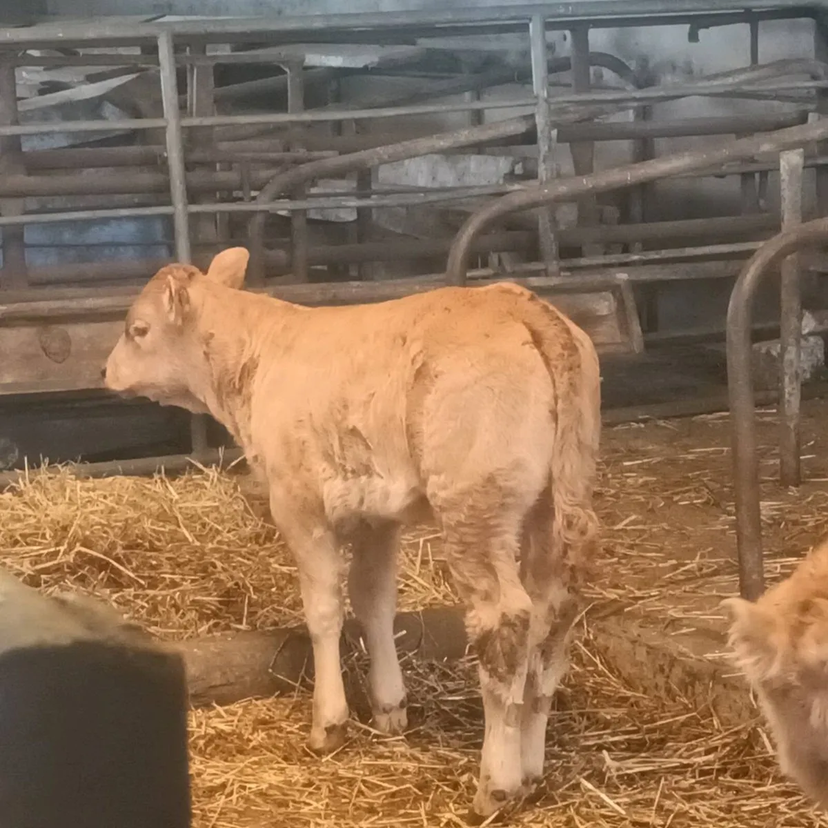 Limousin heifers - calf at foot - Image 3