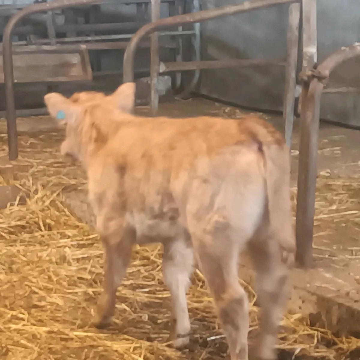 Limousin heifers - calf at foot - Image 4