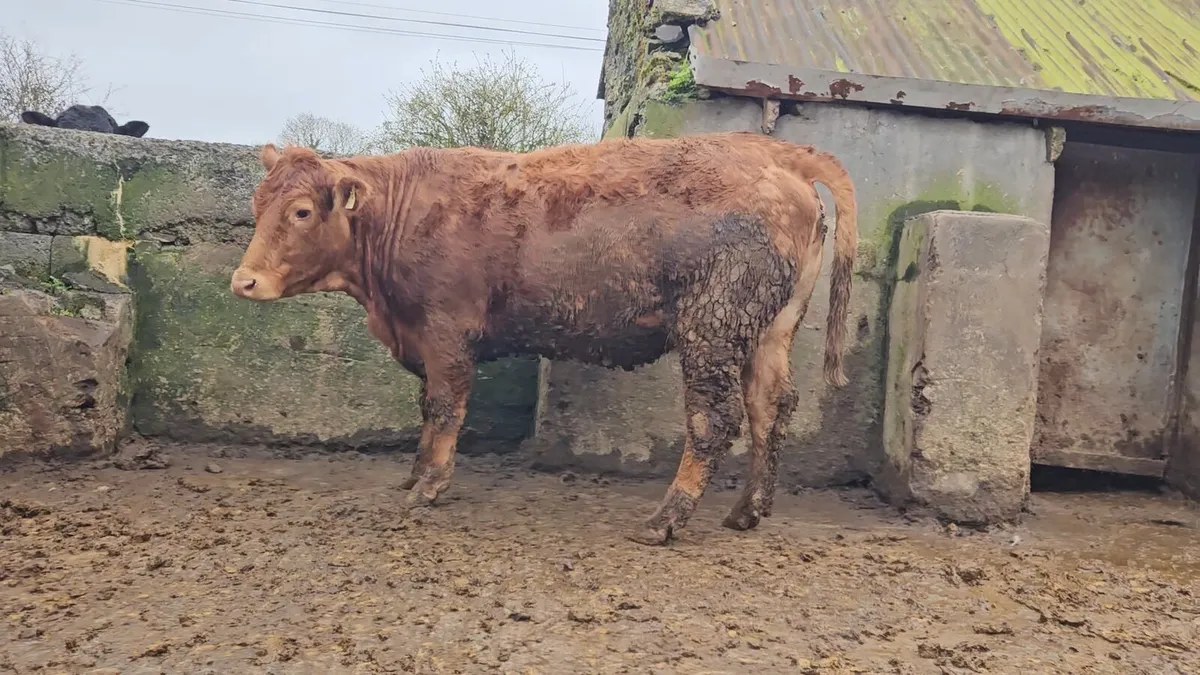 Springing Lmx heifer - Image 1