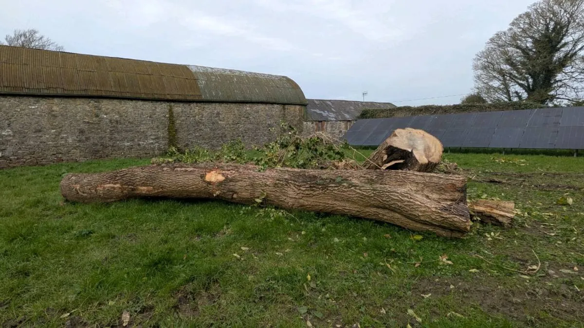 Ash tree for milling - Image 1