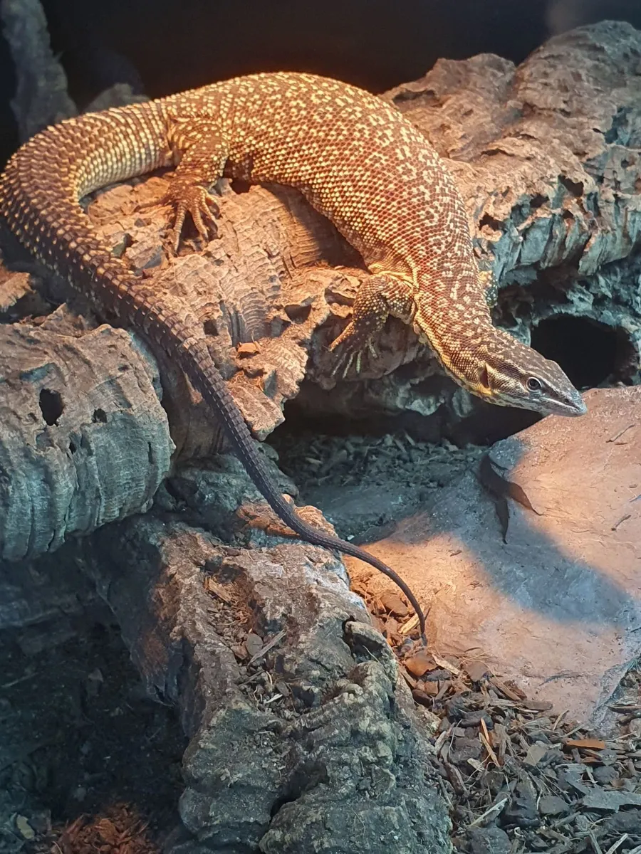 Female Ackie monitor