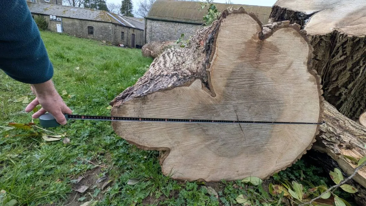 Ash tree for milling - Image 3