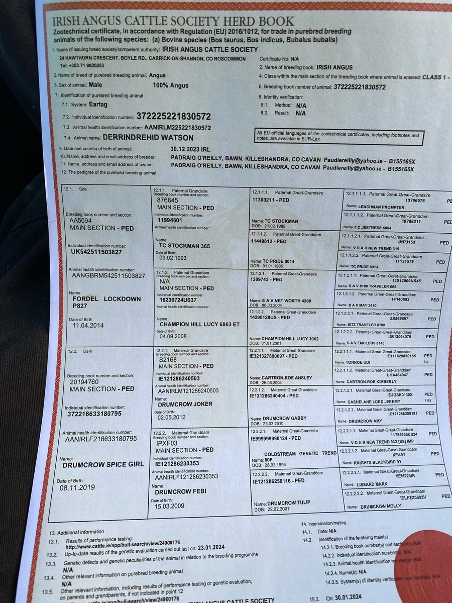 Angus bulls - Image 2