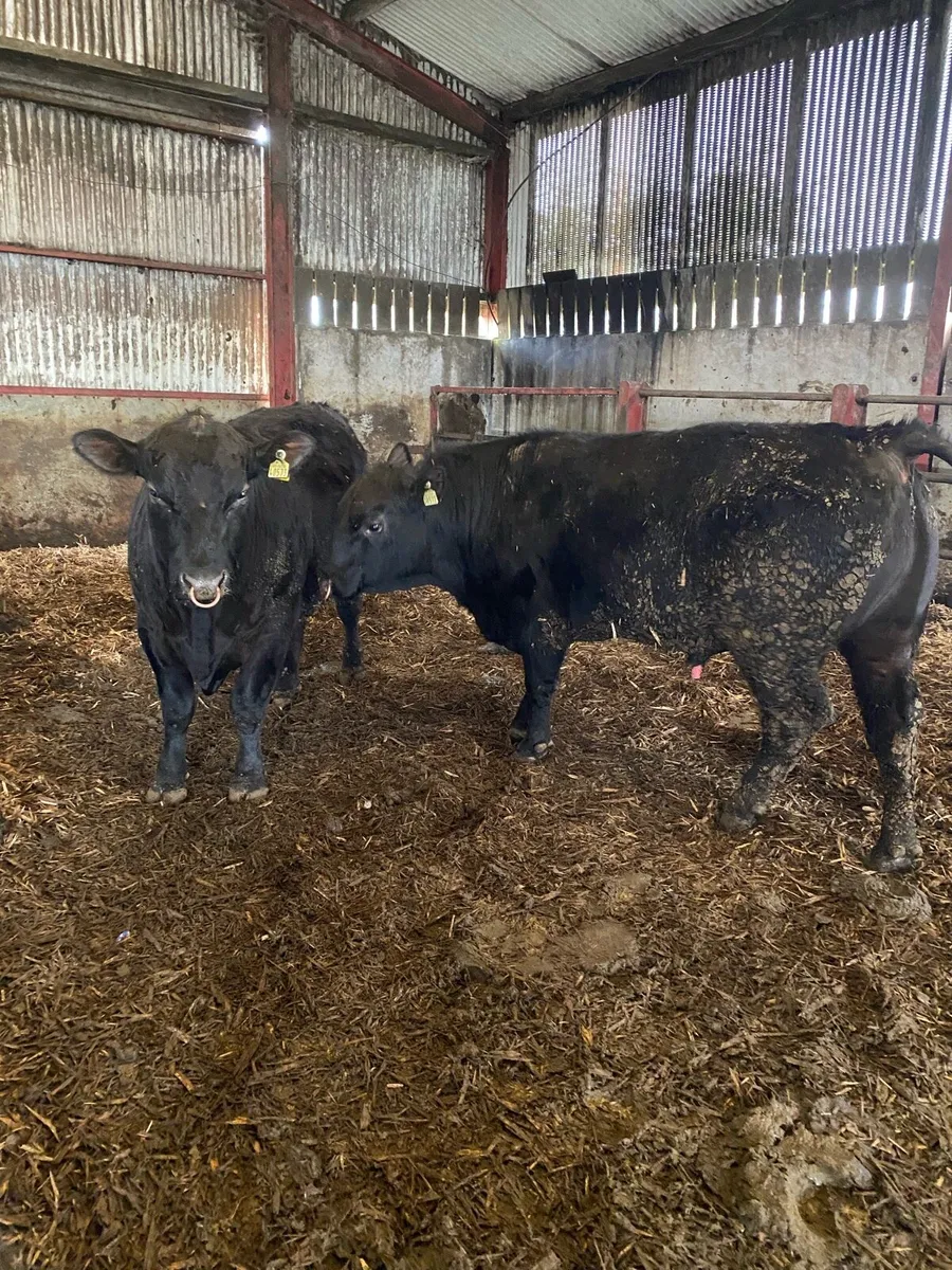 Angus bulls - Image 3