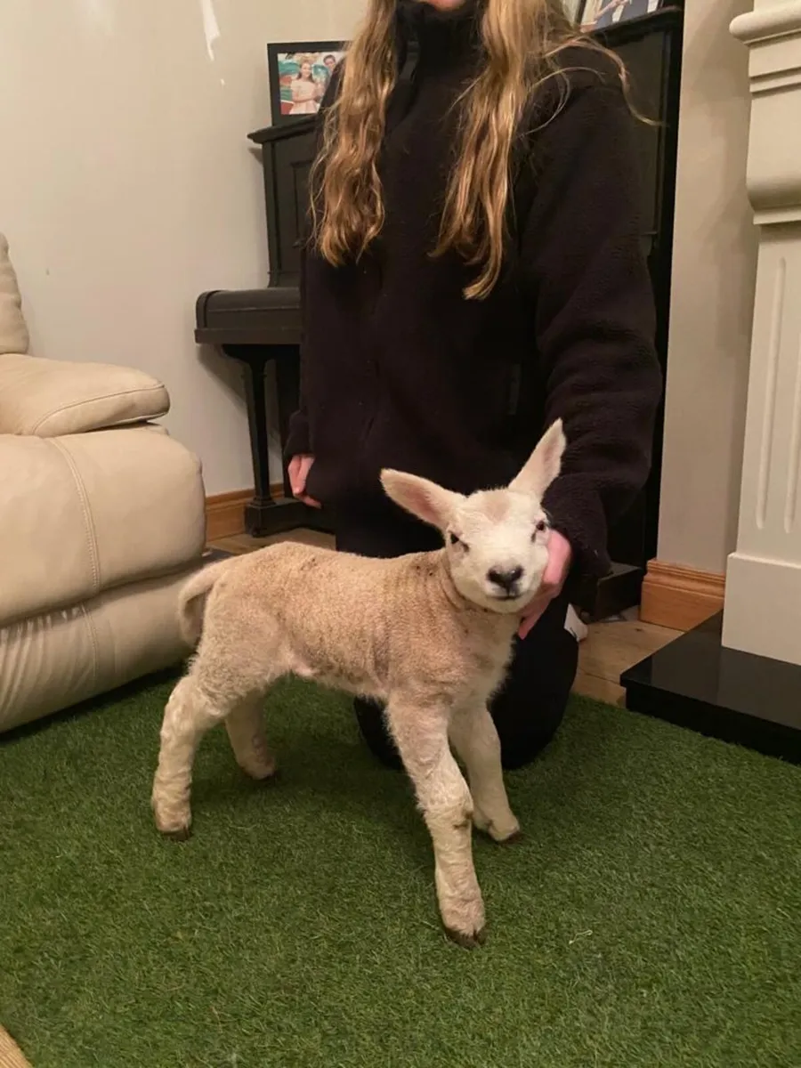 PEDIGREE TEXEL PET FOSTER EWE LAMB - Image 2