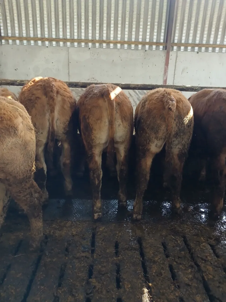 Bullocks for sale - Image 3