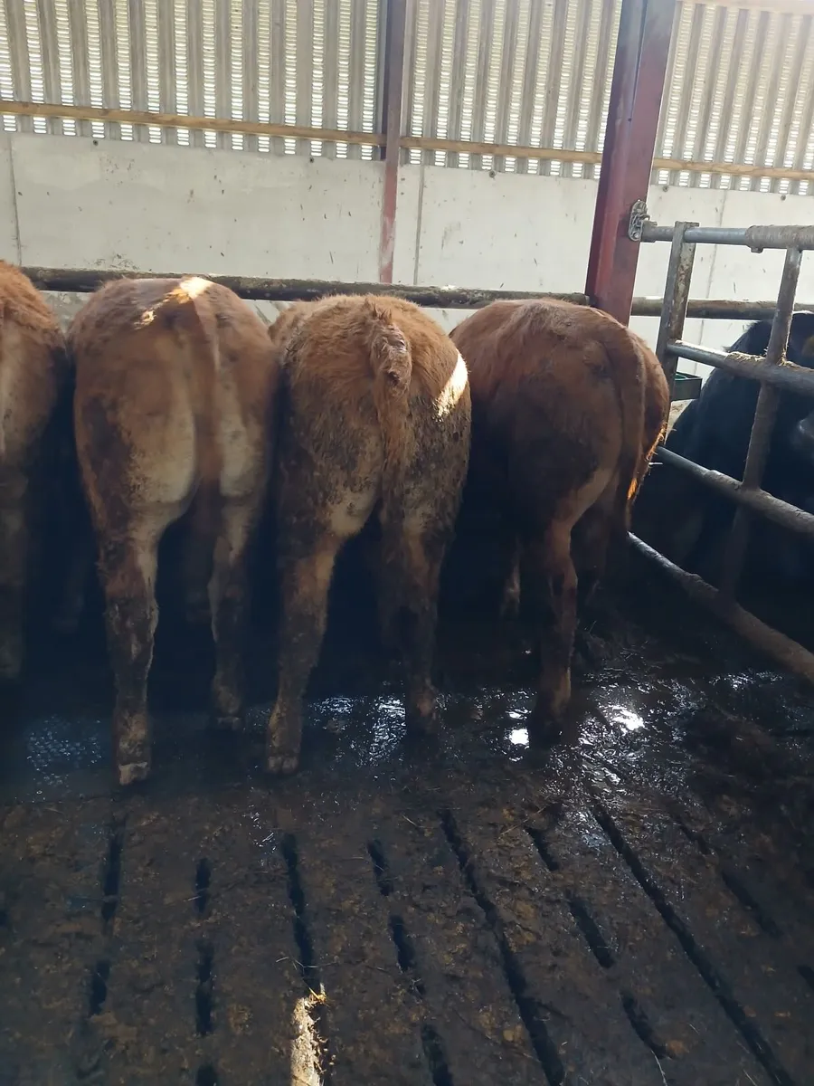 Bullocks for sale - Image 2