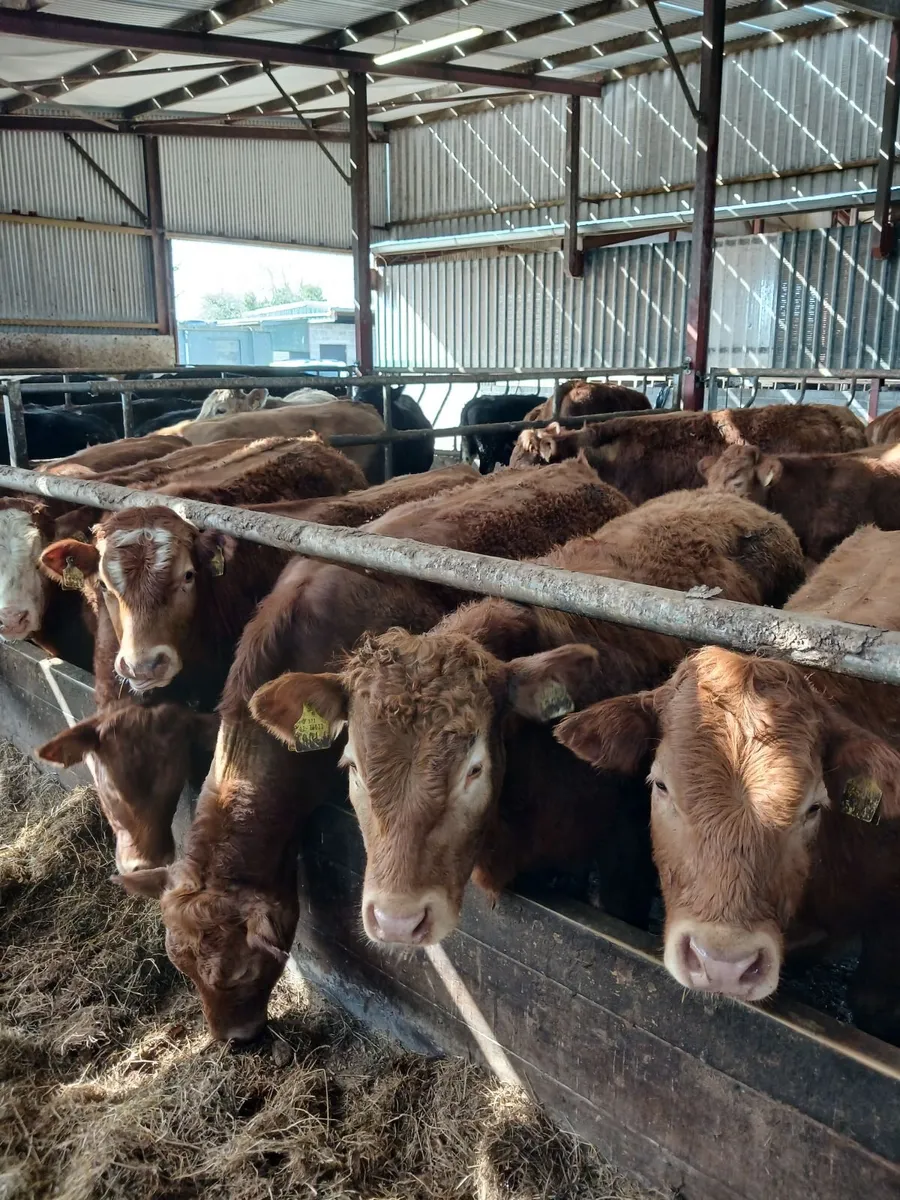 Bullocks for sale - Image 1