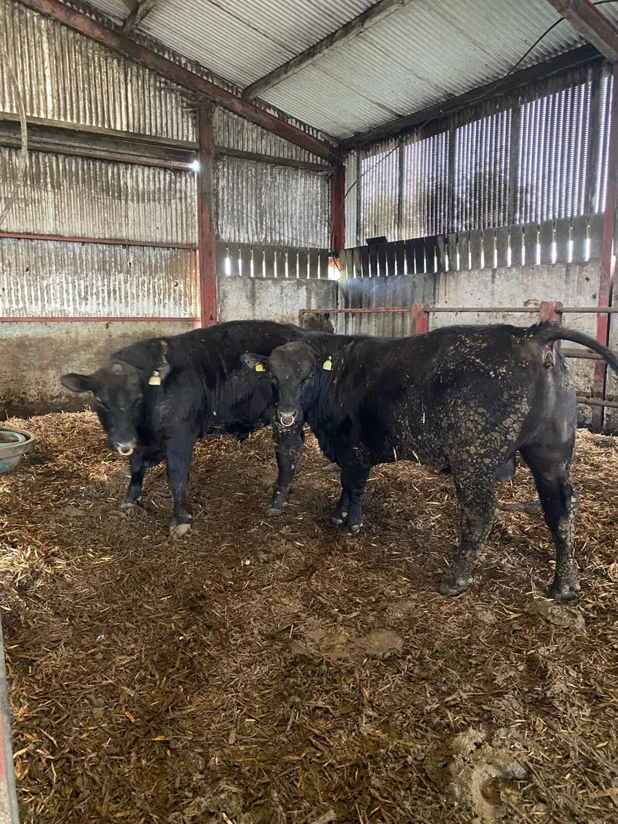 Angus bulls - Image 1