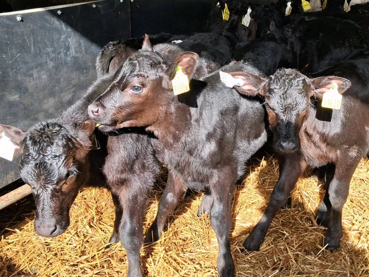 22 Quality  Angus Heifer Calves - Image 2
