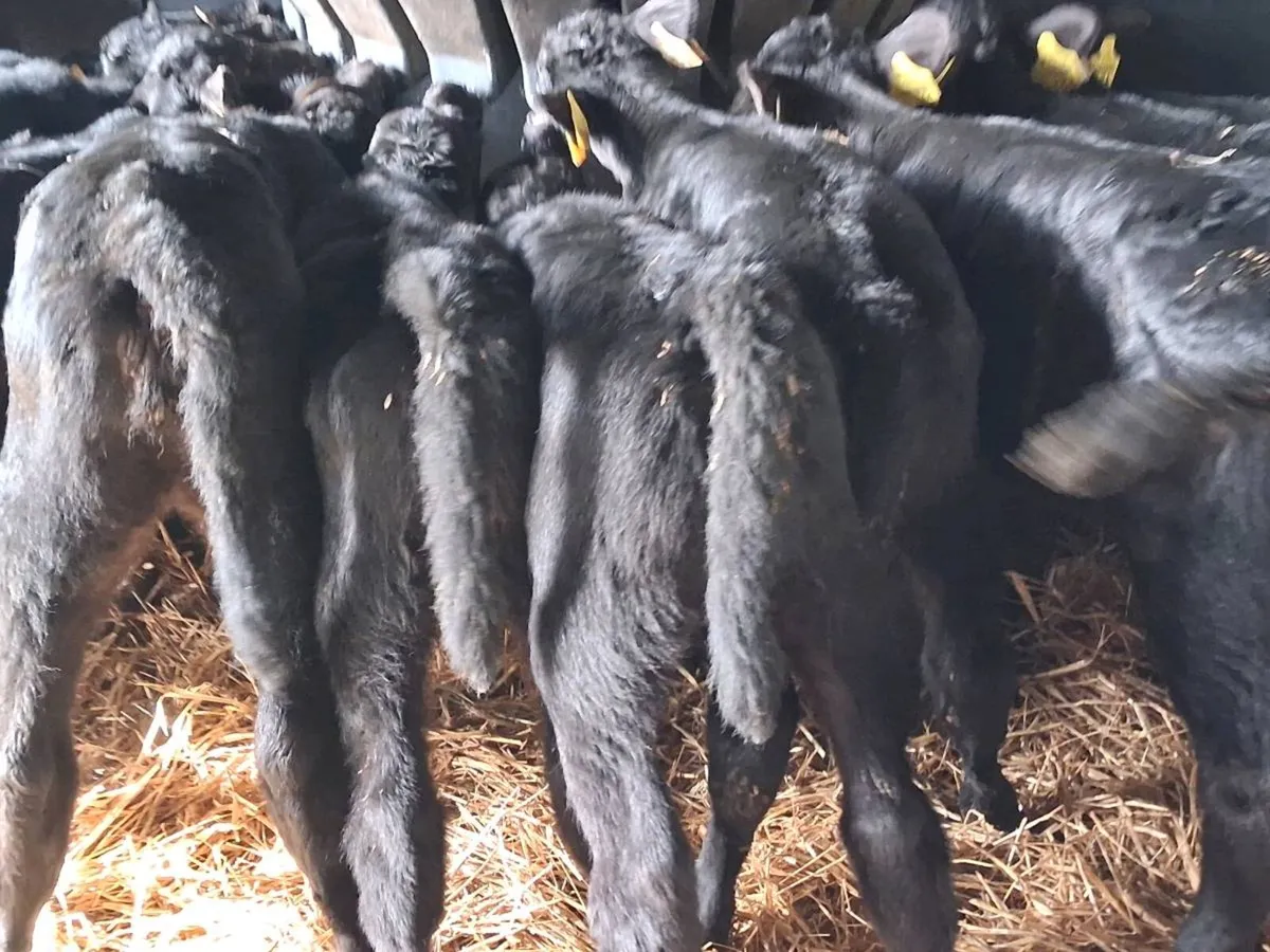 22 Quality  Angus Heifer Calves - Image 3