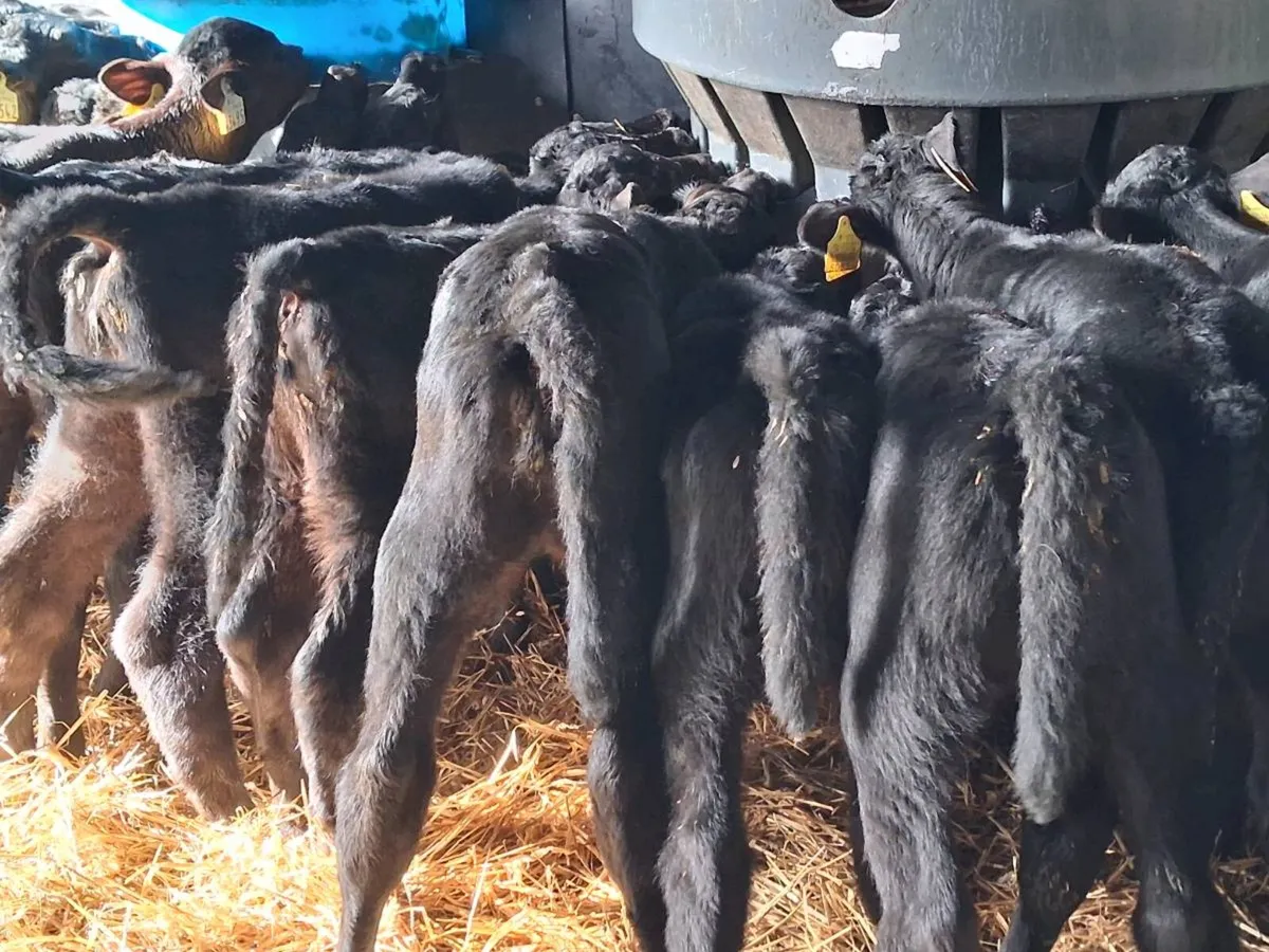 22 Quality  Angus Heifer Calves - Image 4