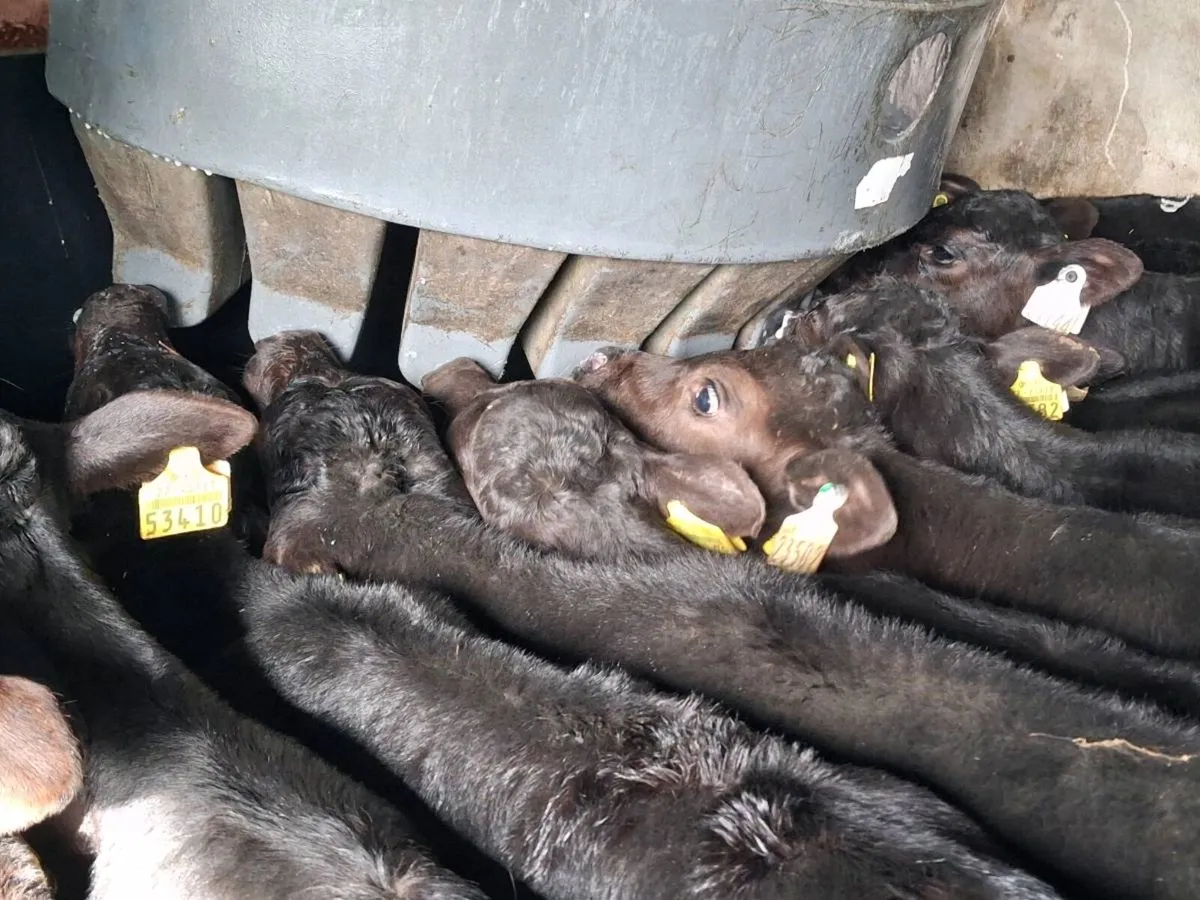 22 Quality  Angus Heifer Calves - Image 1