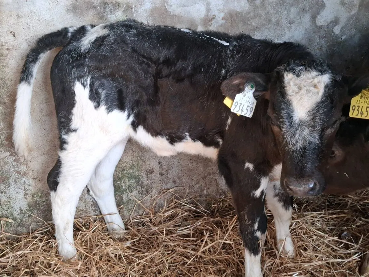 4 Super Belgian Blue Heifer Calves - Image 3