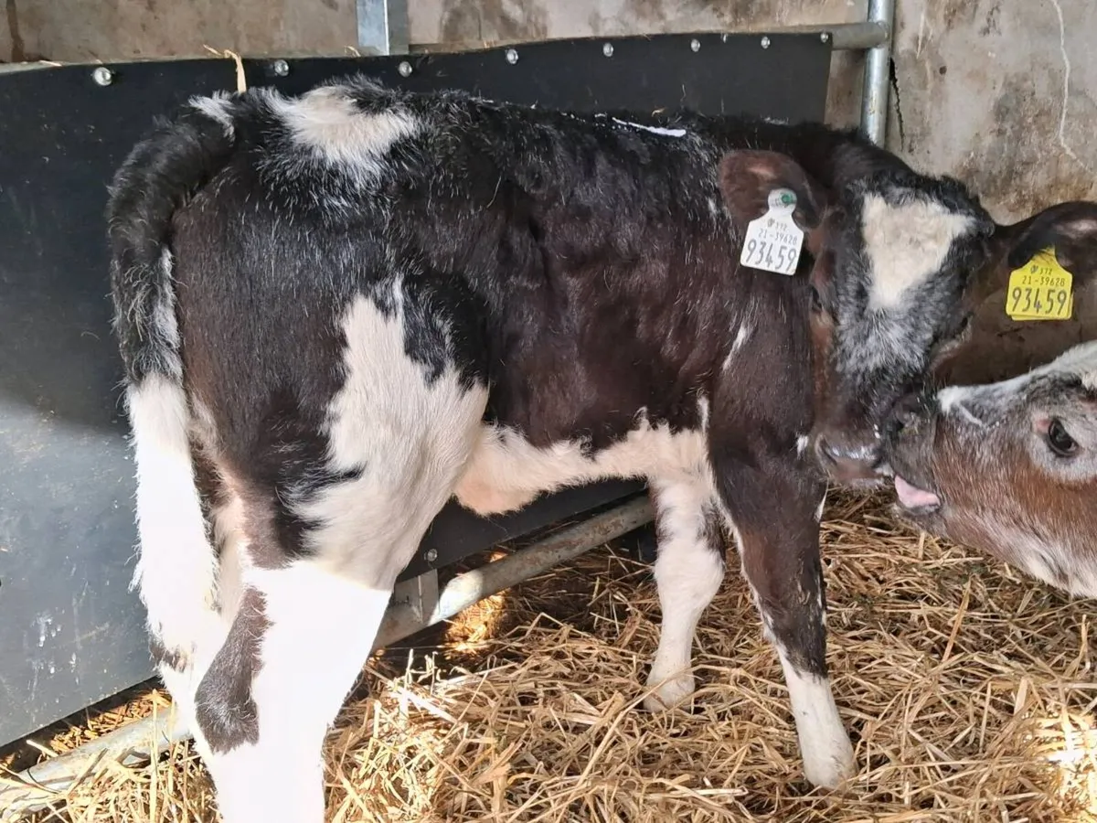 4 Super Belgian Blue Heifer Calves - Image 4