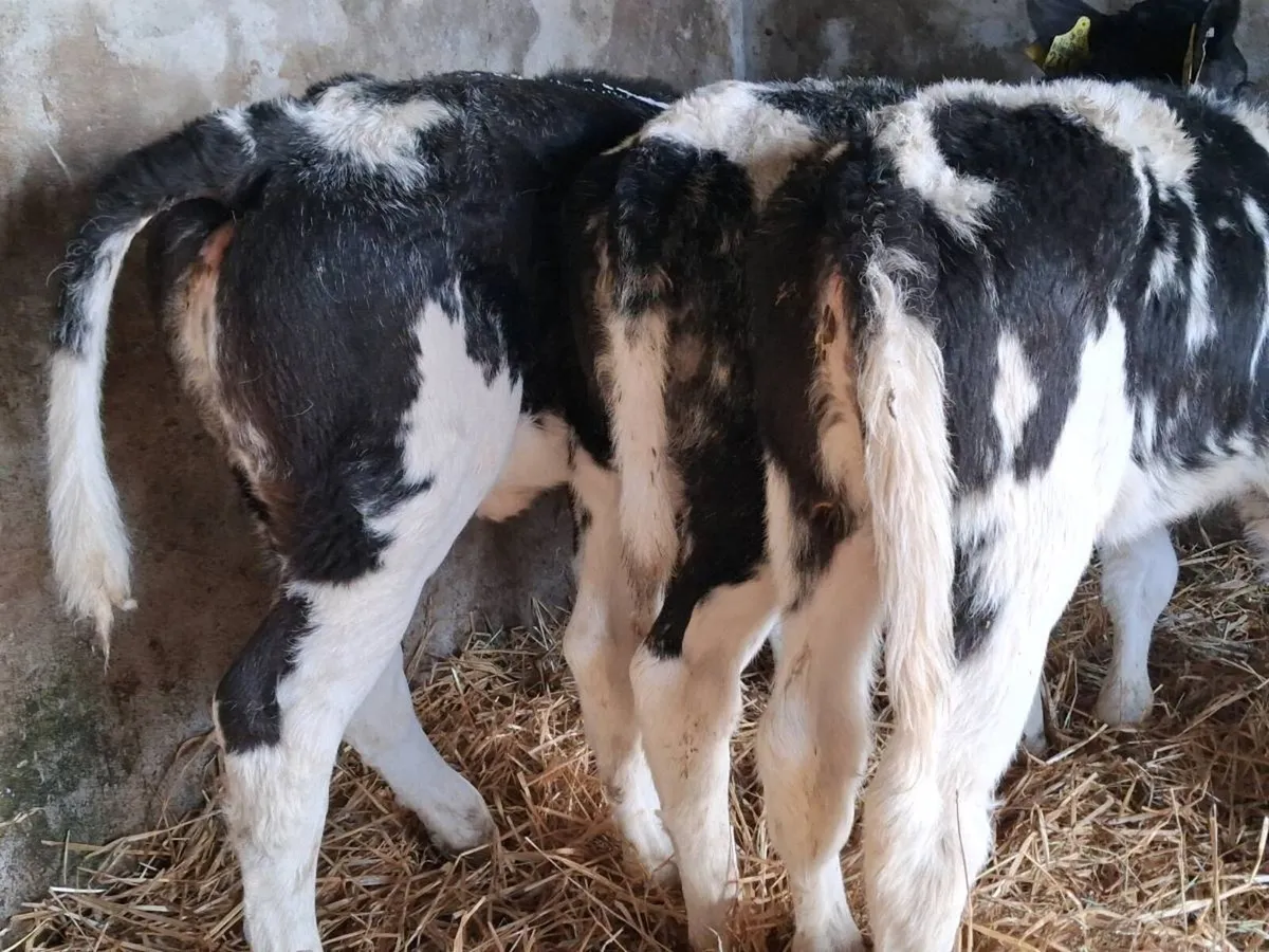 4 Super Belgian Blue Heifer Calves - Image 2