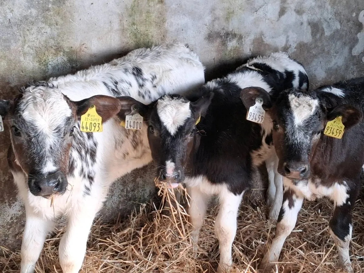 4 Super Belgian Blue Heifer Calves - Image 1