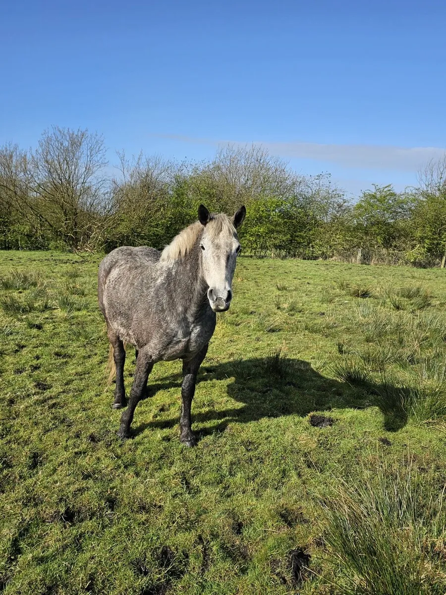 Class 1 7yr old Gwennic mare - Image 1