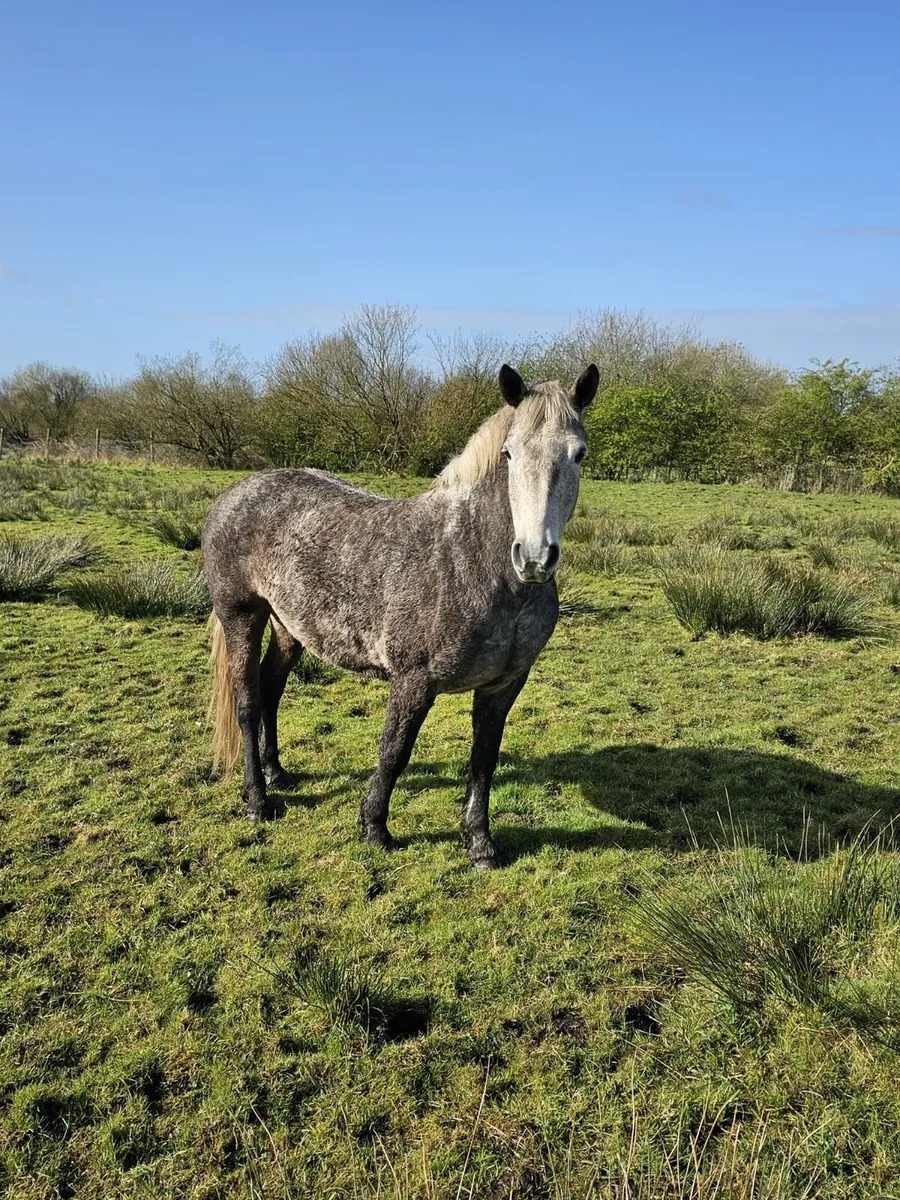 Class 1 7yr old Gwennic mare - Image 2