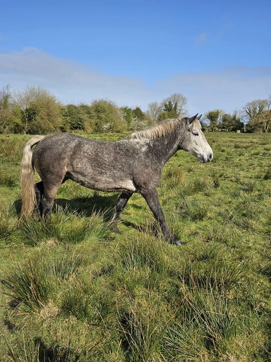 Class 1 7yr old Gwennic mare - Image 3