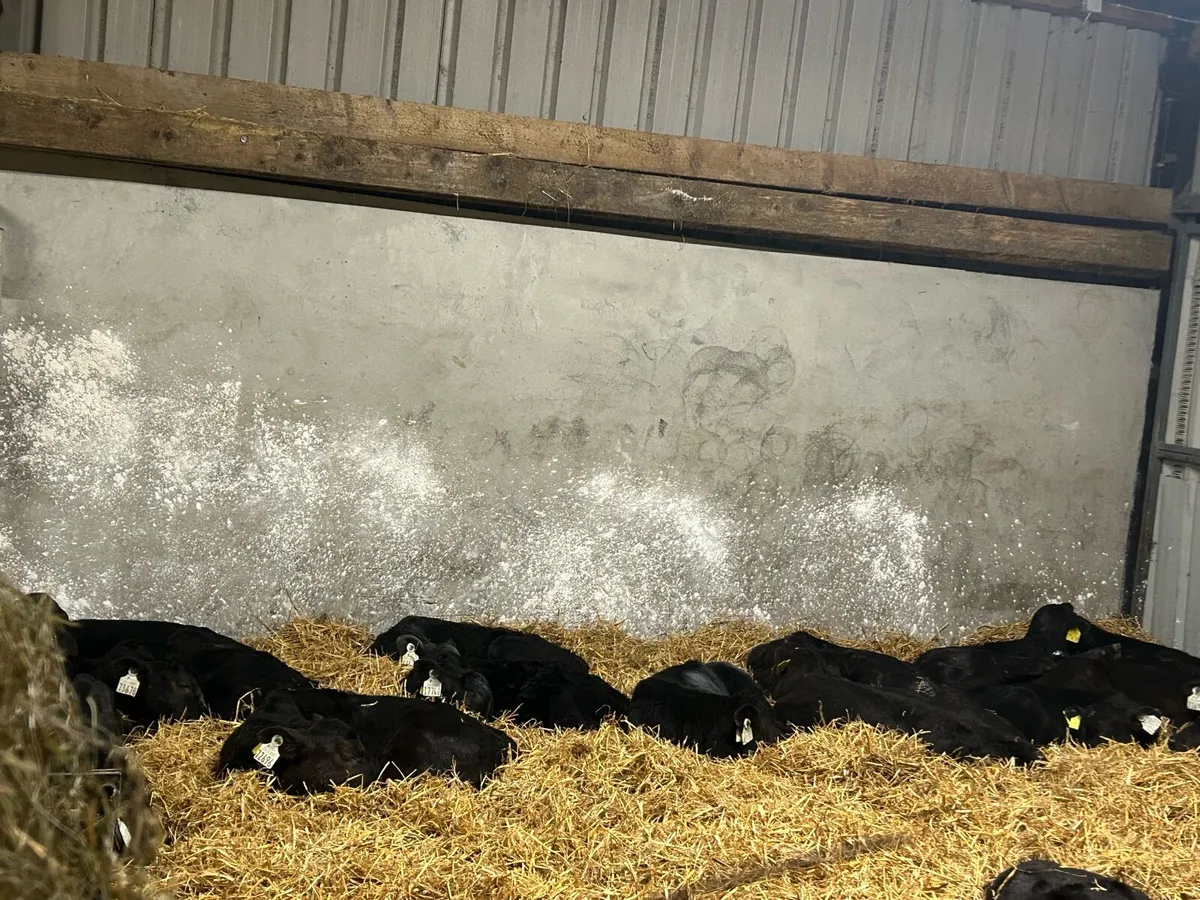 10 ANGUS BULLS - Image 2