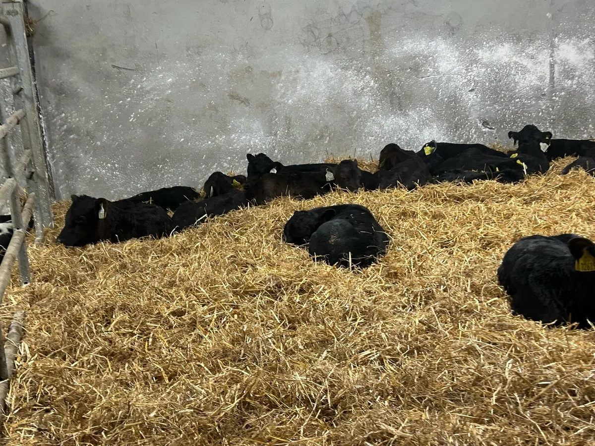 10 ANGUS BULLS - Image 3