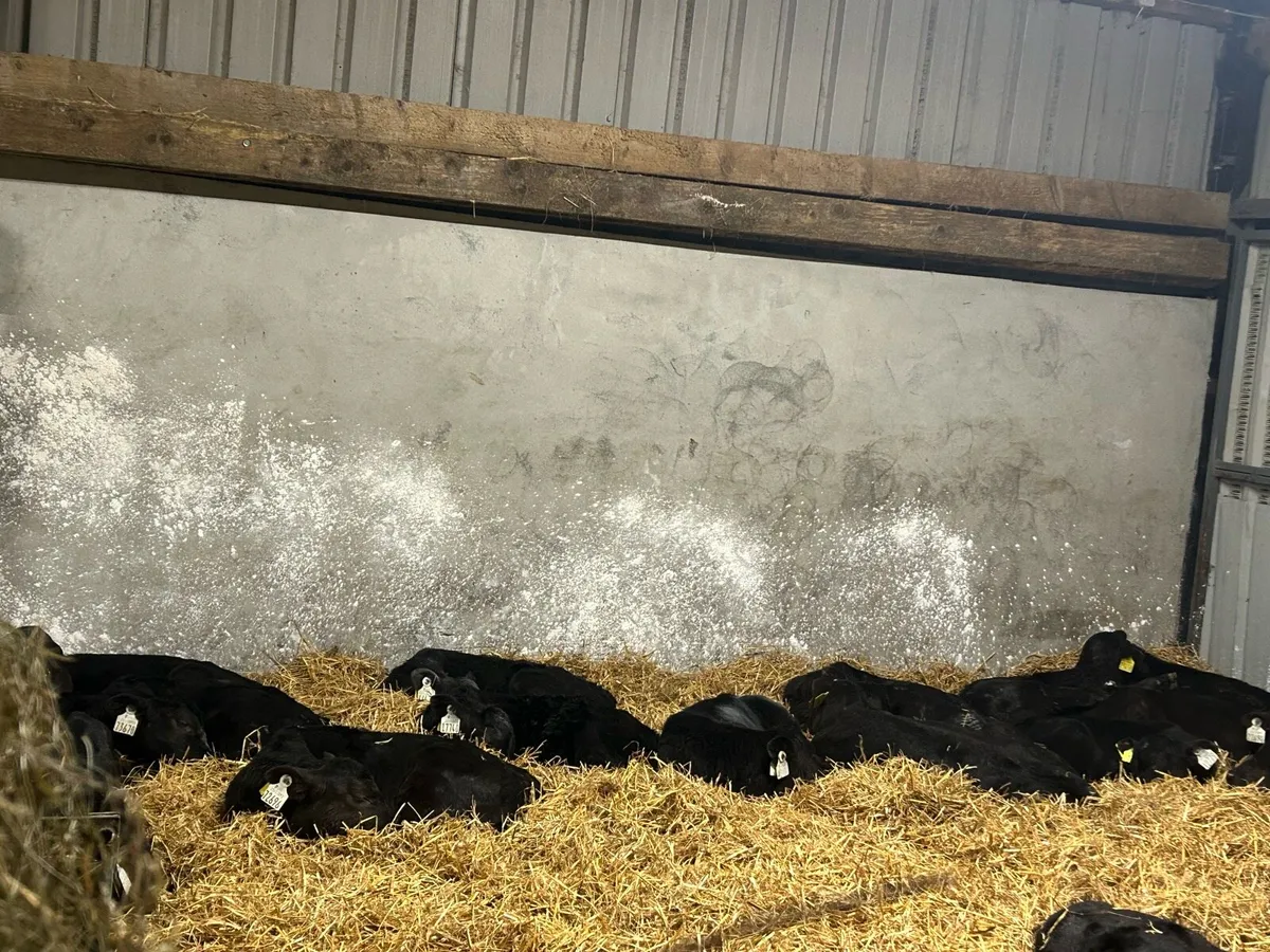 10 ANGUS BULLS - Image 1