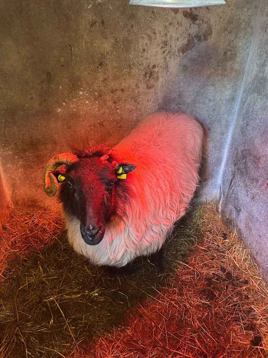Foster ewe - Image 2