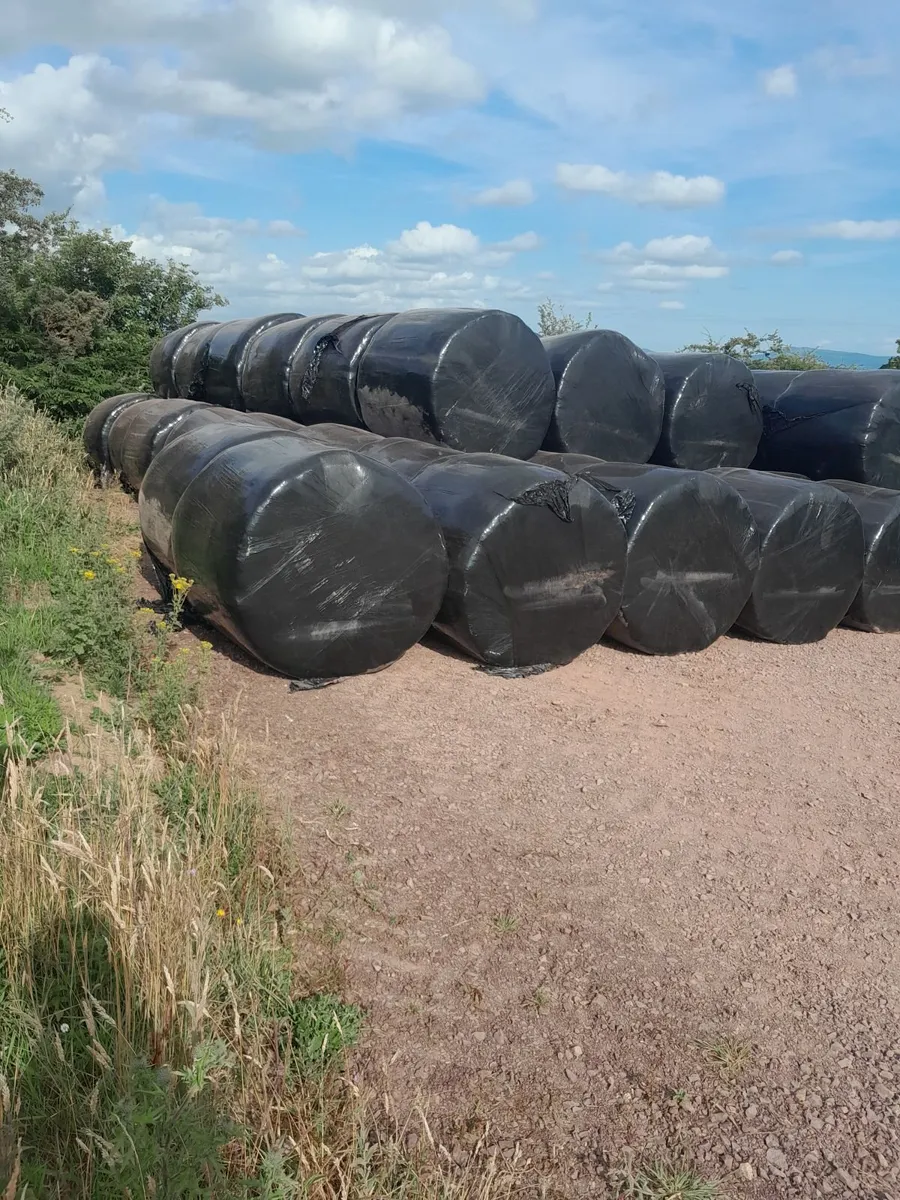 Round Bales of silage