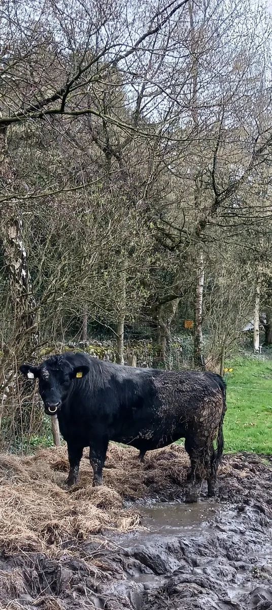 An Aberdeen angus bull - Image 1