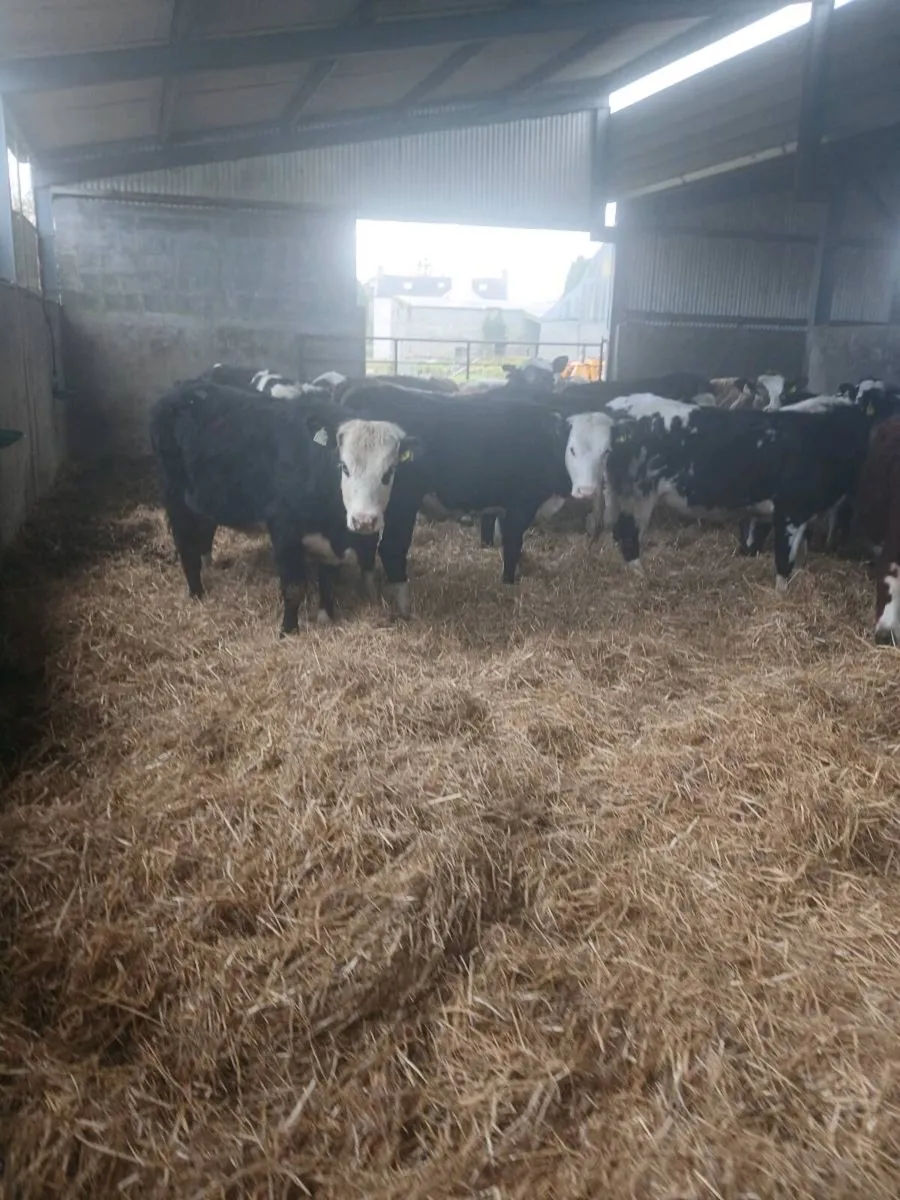 34 Yearling Heifers Hereford Angus Blues Simmental - Image 2