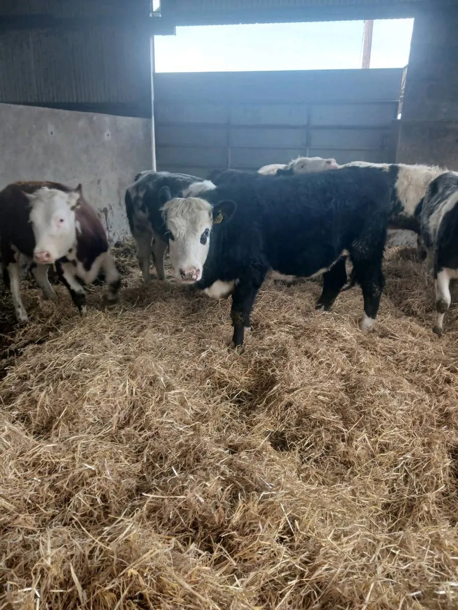 34 Yearling Heifers Hereford Angus Blues Simmental - Image 3