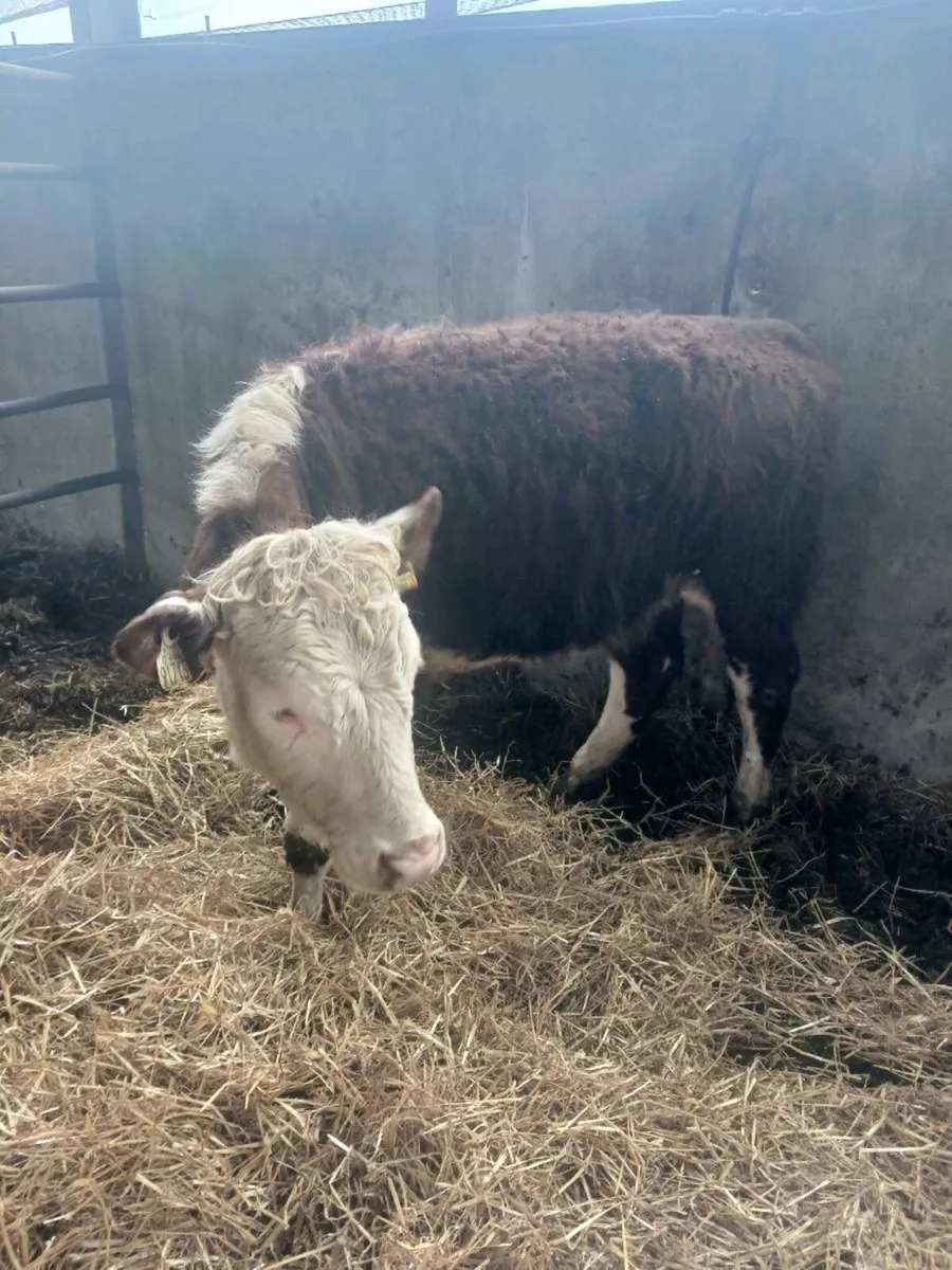 34 Yearling Heifers Hereford Angus Blues Simmental - Image 4