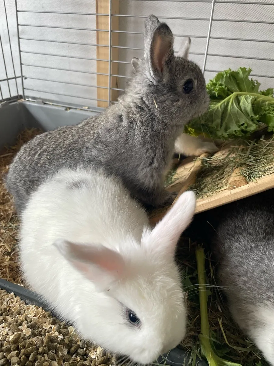 Rabbits - Image 3
