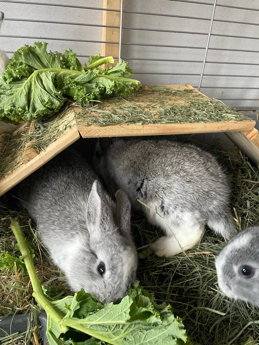 Rabbits - Image 4