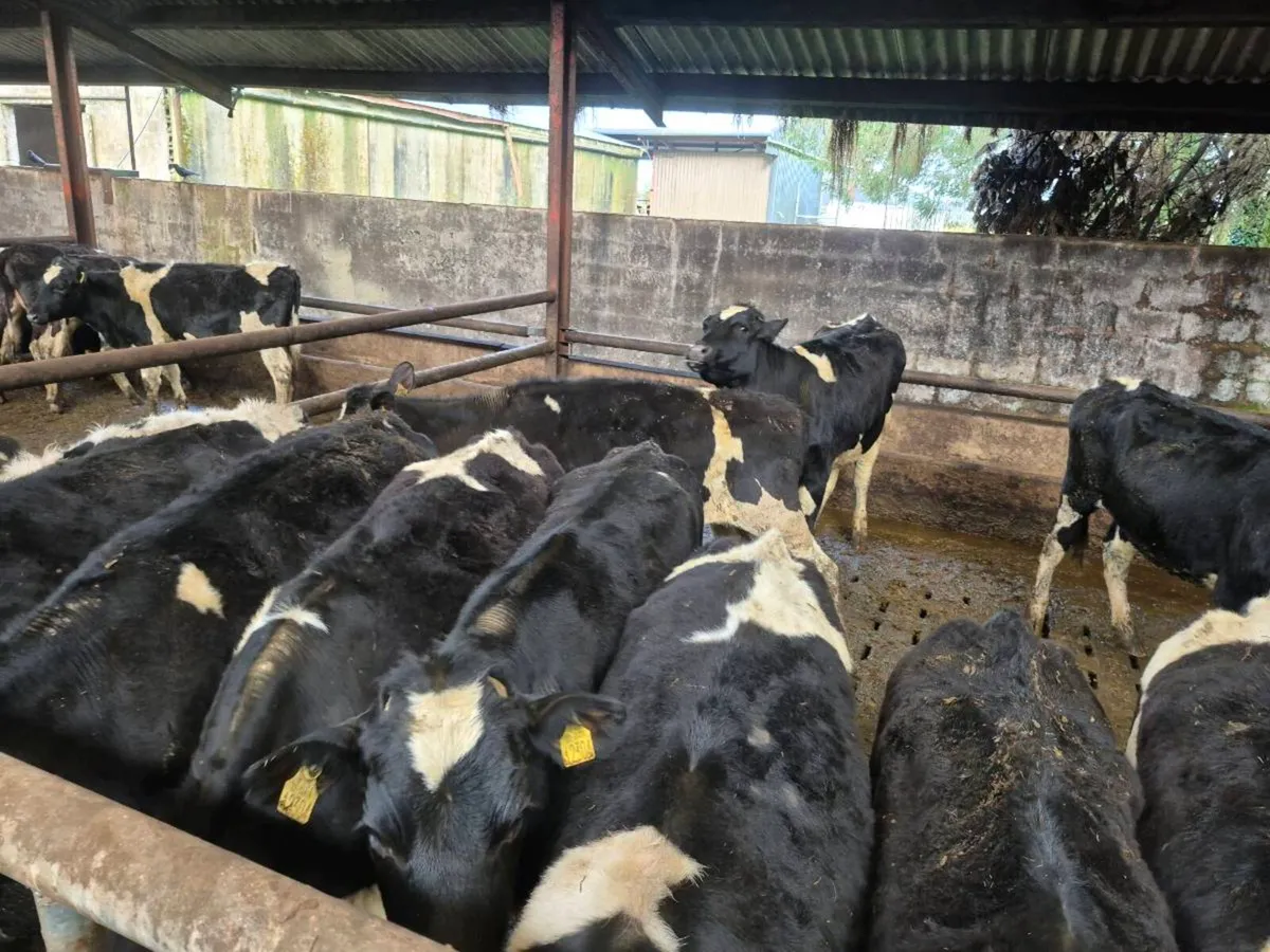 Maiden Heifers - Image 1