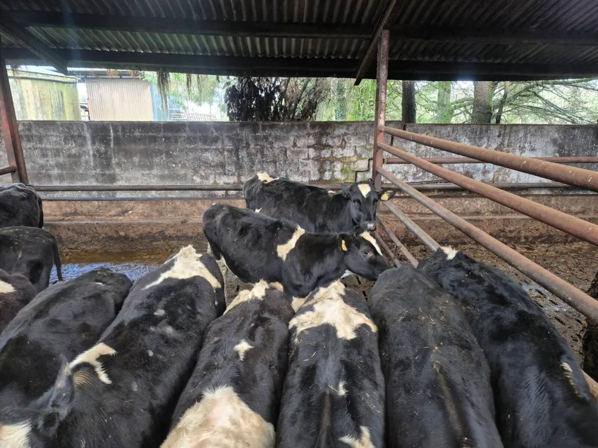 Maiden Heifers - Image 2